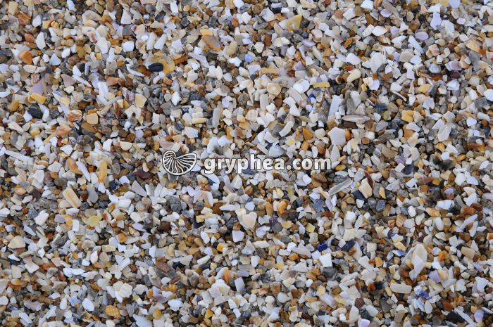 Sable coquiller actuel - gryphea.org